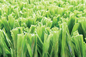 Sân cỏ nhân tạo bóng đá xanh cao cấp AVG, Thảm cỏ tổng hợp bóng đá nhà cung cấp