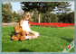 6800 Dtex Easy Care Pet Thảm cỏ nhân tạo cho tiệc ban công / vật nuôi nhà cung cấp