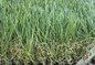 Sân cỏ nhân tạo màu xanh lá cây chống tĩnh điện cho ban công, chiều cao 40-50mm nhà cung cấp