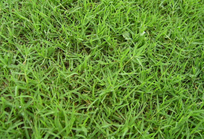 tin tức mới nhất của công ty về So sánh giữa cỏ bóng đá tổng hợp và cỏ thật  1