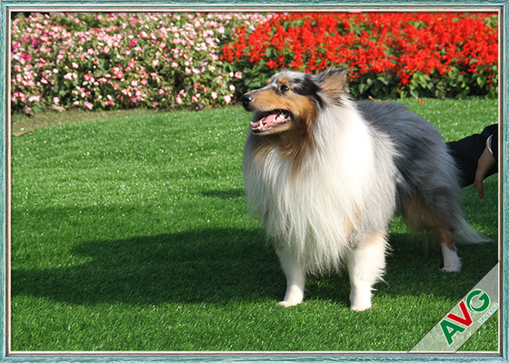 TRUNG QUỐC Cỏ nhân tạo tổng hợp cho thú cưng trong nhà, Thảm cỏ ngoài trời Màu xanh lá cây / Màu xanh lá cây táo nhà cung cấp