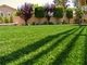 Thảm cỏ phong cảnh Thảm cỏ cho sân vườn Cỏ nhựa cho sân vườn nhà cung cấp