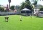 Nền hiện đại Trang chủ cho thú cưng Cỏ nhân tạo, cỏ tổng hợp xanh cho thú cưng chơi nhà cung cấp