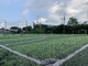 Thảm cỏ nhân tạo Green Cesped Lawn 13000Detex PP Leno Backing nhà cung cấp