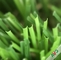 Bề mặt dày đặc cỏ nhân tạo mới với cảm giác bàn tay mềm mại và màu sắc hấp dẫn nhà cung cấp